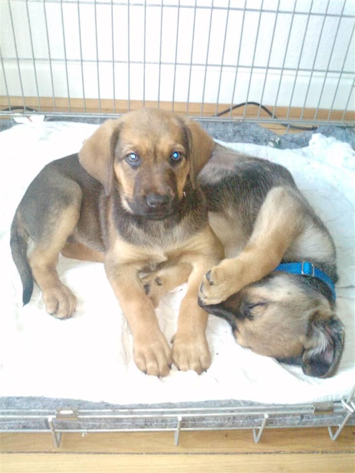 Blanding af racer Nala - Mig og king som sover til middag xD  billede 8