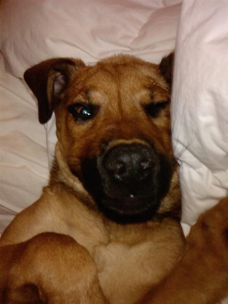 Blanding af racer Nala - Putte tid med mor d: billede 9