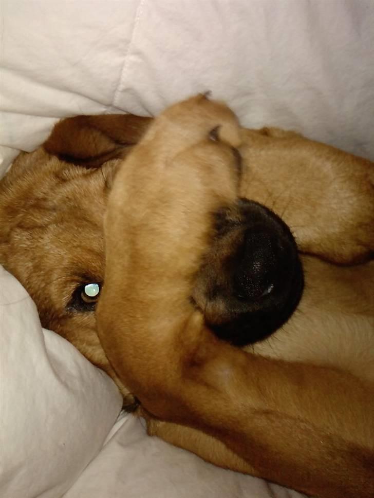 Blanding af racer Nala - Stop md at tage billeder !  billede 10