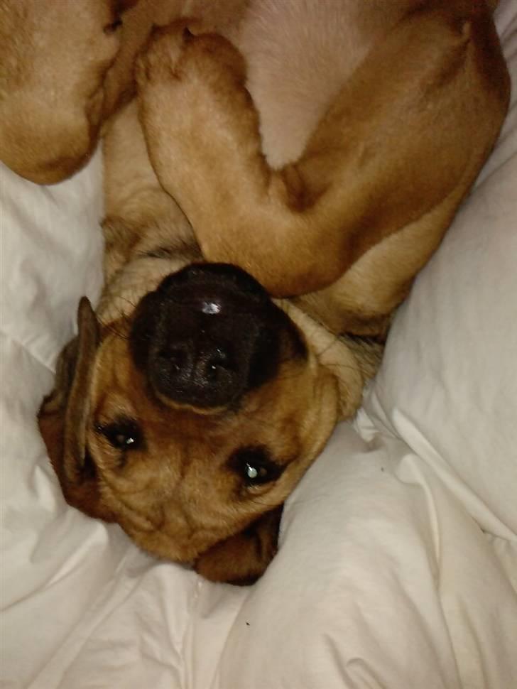 Blanding af racer Nala - Snakker du til mig, er lidt små træt ? :D billede 11