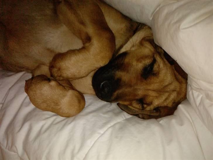 Blanding af racer Nala - Snork, snork , snork d: billede 12