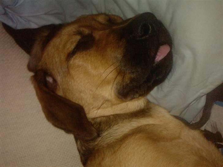 Blanding af racer Nala - ZzZzZz, og jeg sov faktisk godt ved at række tunge d: billede 13