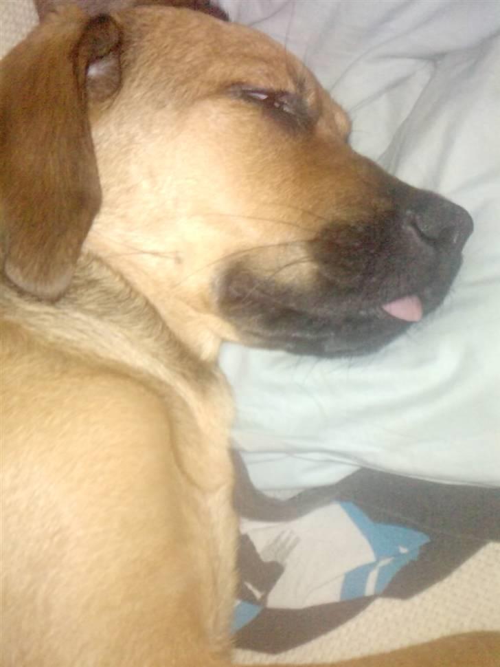 Blanding af racer Nala - At række tunge i søvne er mit speciale billede 14