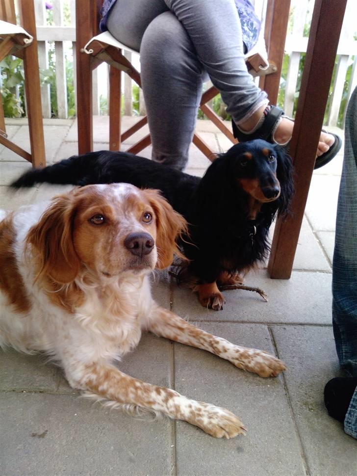 Gravhund King - Mig og min bofælle plet. min bedste ven d; billede 8