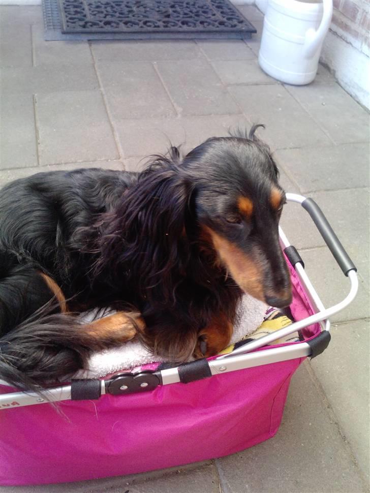 Gravhund King - Hvis i skal på stranden, skal jeg altså med :D billede 9