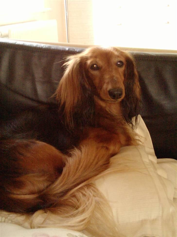 Gravhund King - Dette er min mor Fannie d:  billede 10