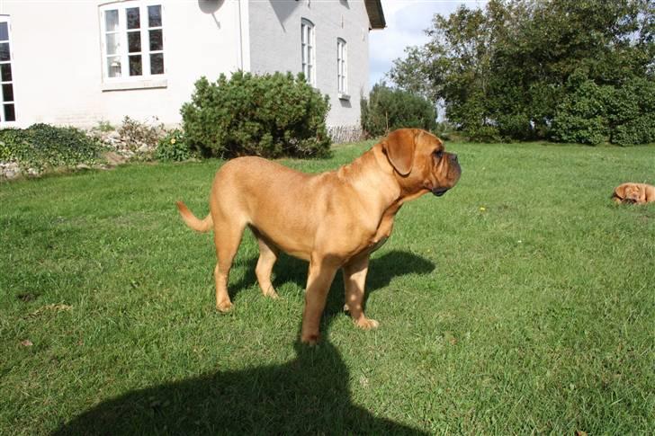 Dogue de bordeaux samia (Himmelhund) billede 14