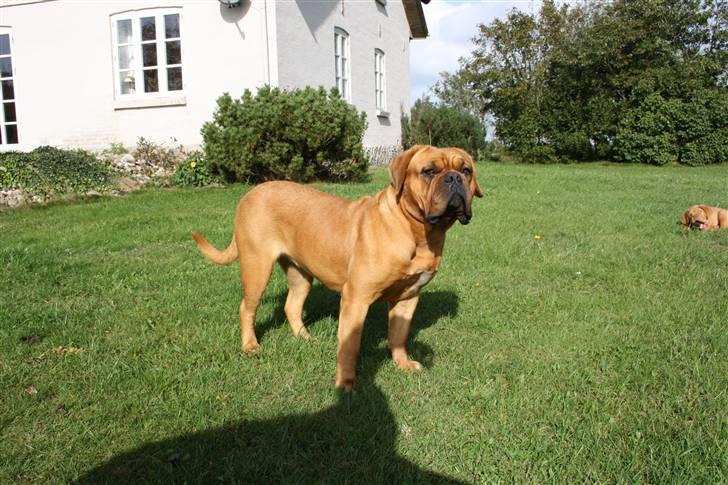 Dogue de bordeaux samia (Himmelhund) billede 15