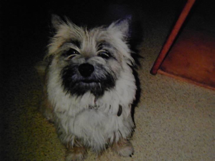 Cairn terrier O´SHIP´s OMAMORI* ~RIP~ - Min smukkeste Filur billede 1