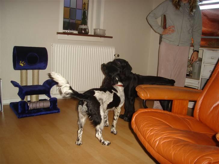 Blanding af racer Zoe - Så kom min veninde Tiki lige på besøg, det var dejligt med en legekammerat ;) billede 9