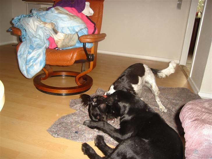 Blanding af racer Zoe - Zoe og Tiki billede 10