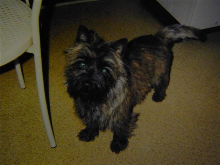 Cairn terrier Kastrup's Omarimo *RIP* billede 1