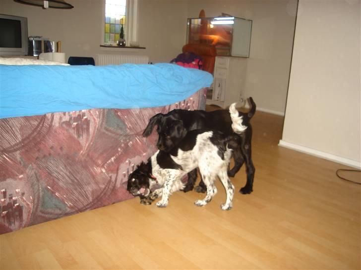 Blanding af racer Zoe - Zoe og Tiki igen  billede 11