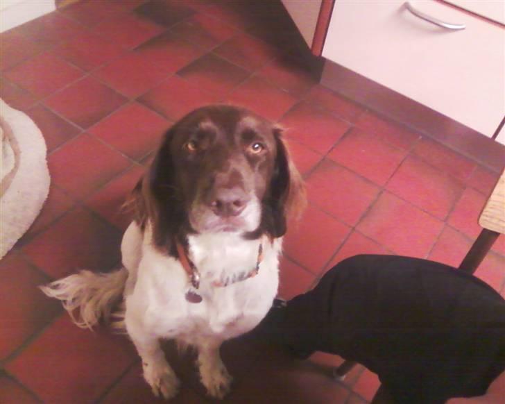 Kleiner münsterländer Jack billede 2