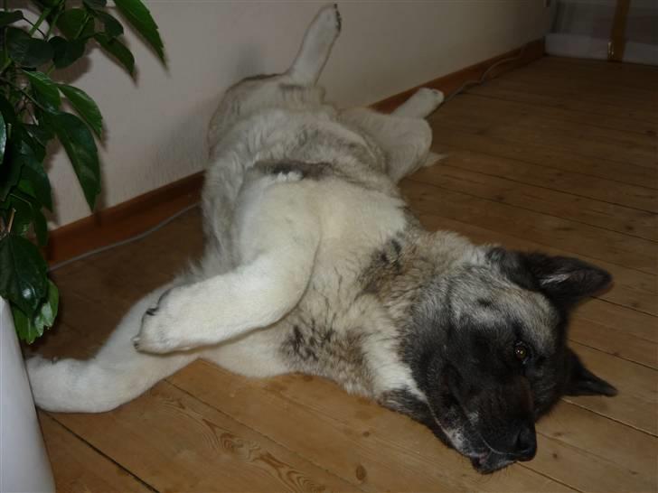 American Akita Suki billede 13