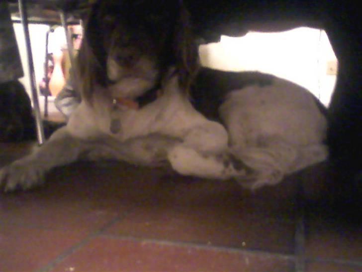 Kleiner münsterländer Jack billede 3