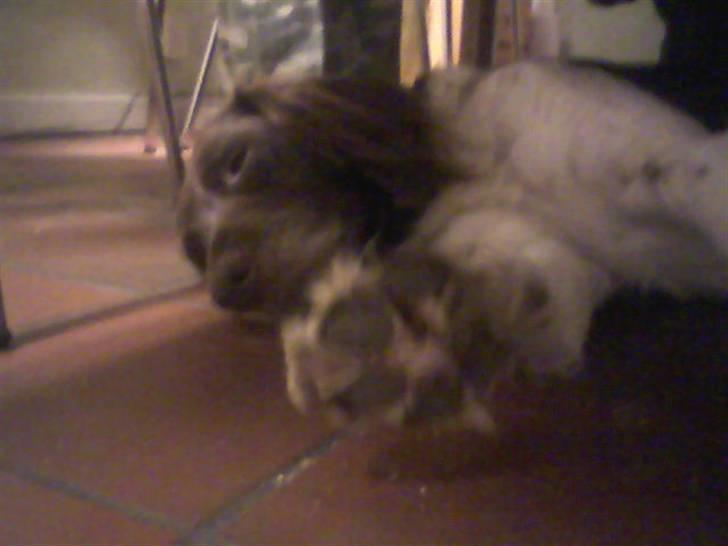 Kleiner münsterländer Jack billede 4