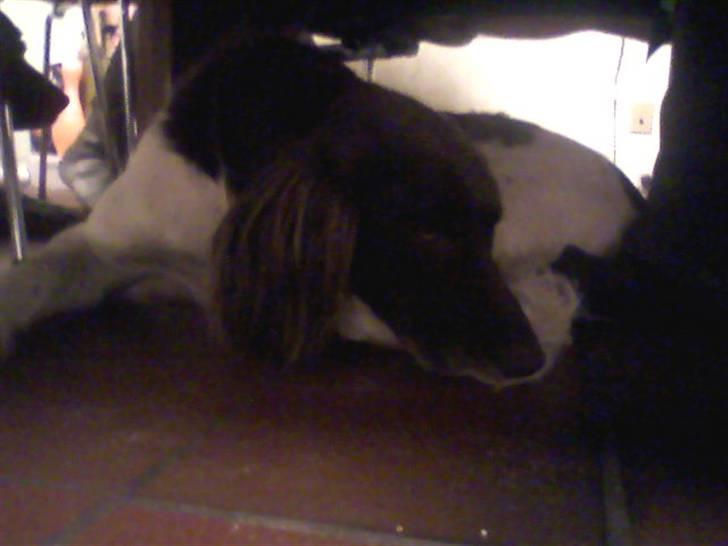 Kleiner münsterländer Jack billede 5