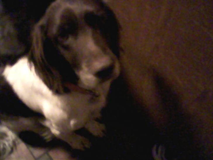 Kleiner münsterländer Jack billede 6