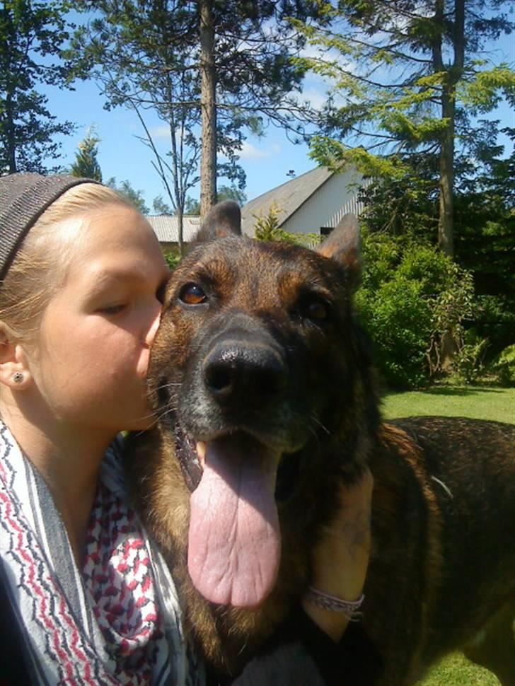 Schæferhund Tiny DØD :*( WHAA billede 11