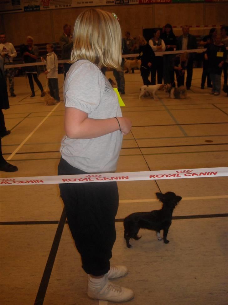 Chihuahua Thea - Thea og ida er til junior og hund på vores første udstilling  billede 13