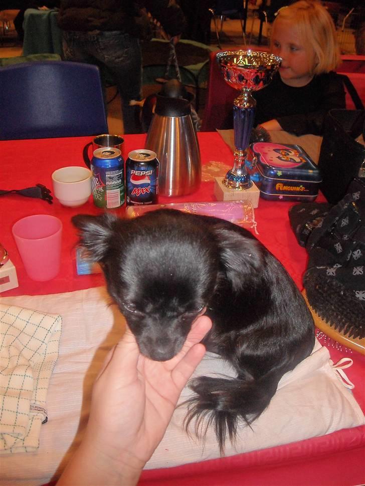 Chihuahua Thea - Thea på hygge nusse ordne pladsen billede 14