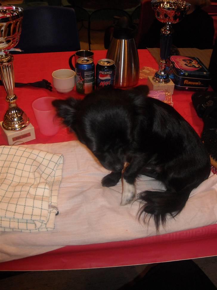 Chihuahua Thea billede 15