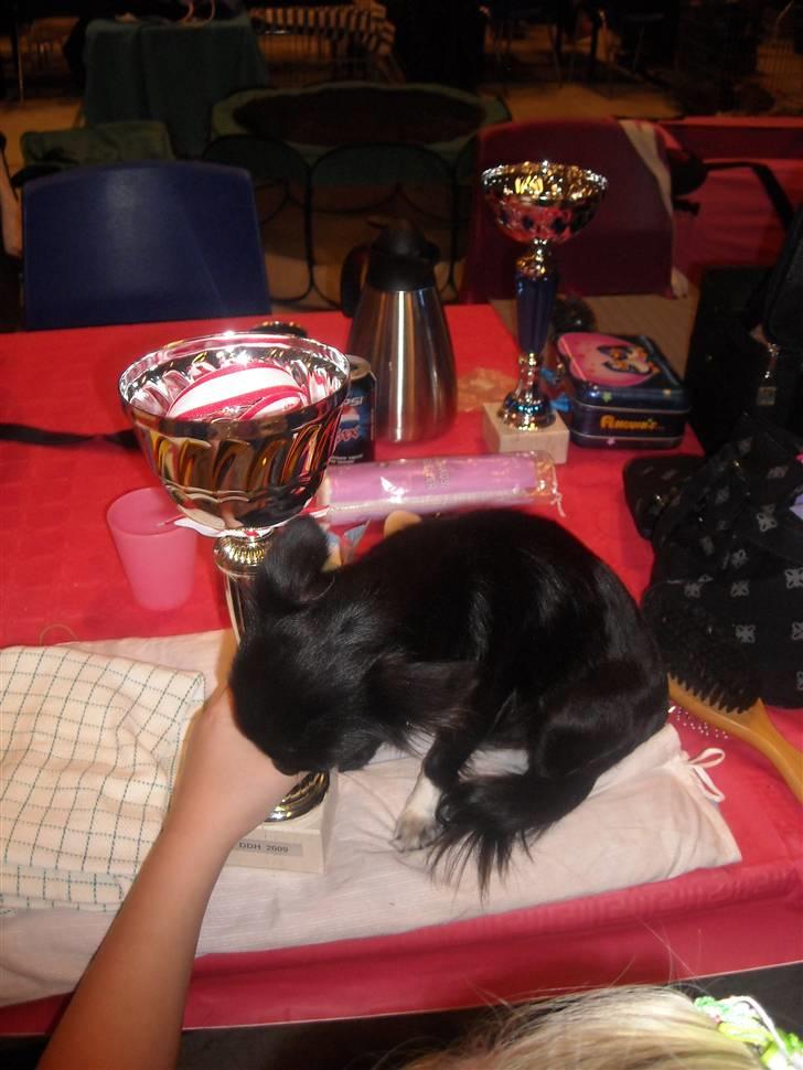 Chihuahua Thea billede 16