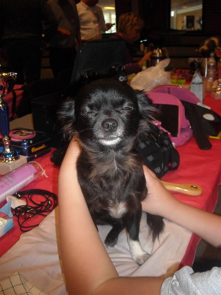 Chihuahua Thea billede 17