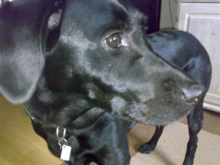 Labrador retriever Nala - Min profil billede 12