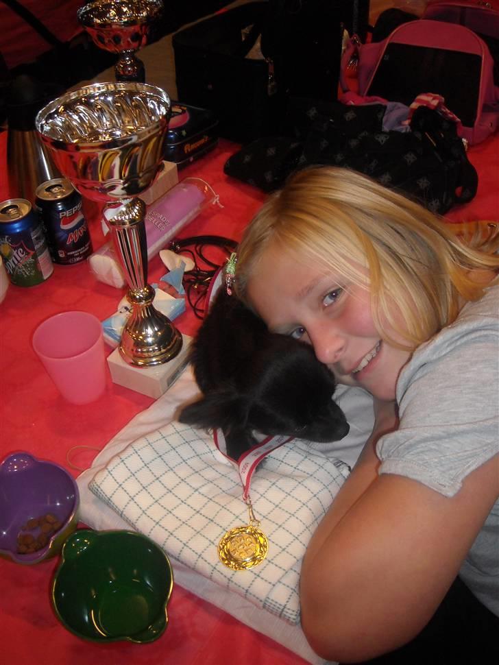 Chihuahua Thea - En stolt Thea og ida der vunder 1 plads i åbenklasse og været til junior og hund  billede 18