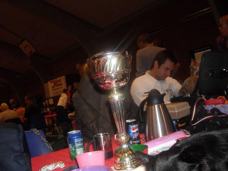 Chihuahua Thea - Thea Pokal for sin flotte 1 plads plus certifikat billede 19