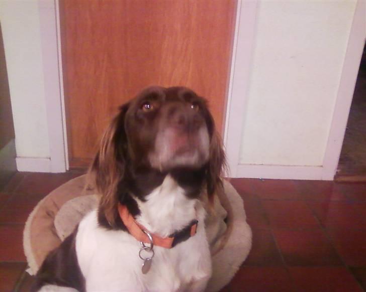 Kleiner münsterländer Jack billede 7