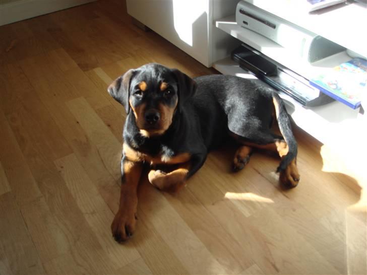 Rottweiler Tess  billede 1