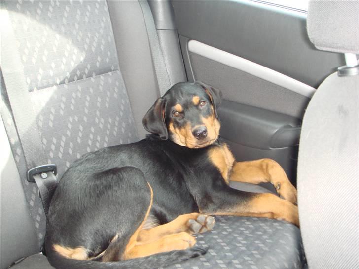 Rottweiler Tess  - Er jeg ikke bare såååå sød billede 2