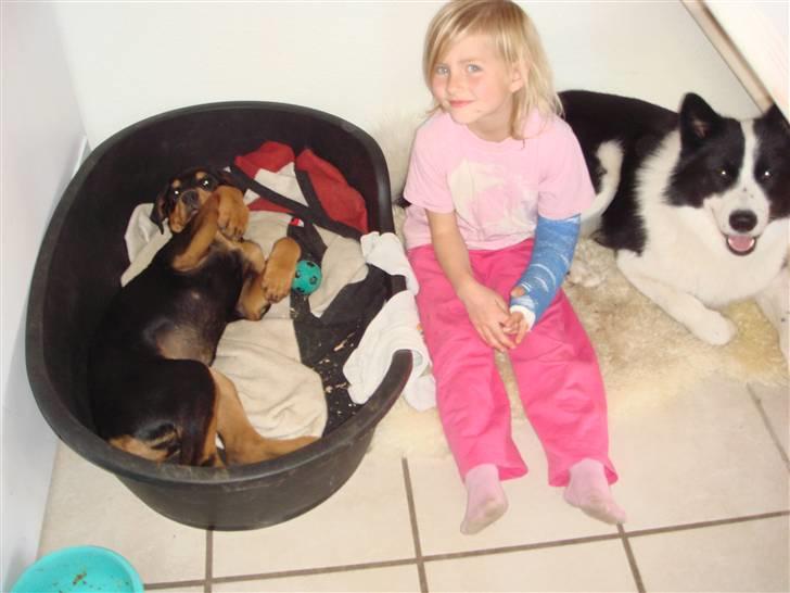 Rottweiler Tess  - Jasmin syndes det er de dejligst hunde i verden billede 3