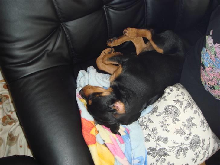 Rottweiler Tess  - Mmmm en lille lur i sofaen billede 4
