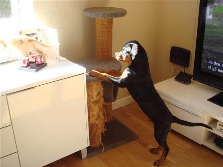 Rottweiler Tess  - Kommer der nogen? billede 5