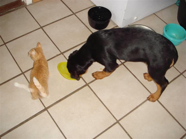 Rottweiler Tess  - Jeg må skynde mig at spise inden tayson tager det fra mig billede 6