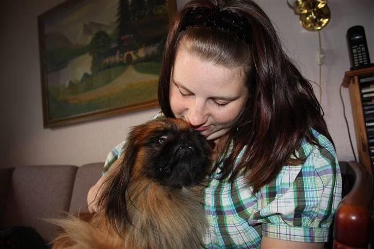 Pekingeser bingo billede 11