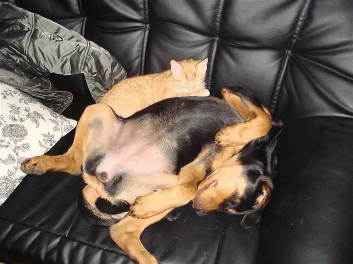 Rottweiler Tess  - Det er nu hyggeligt at sove sammen med Tayson-mis billede 7