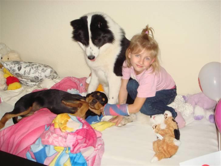 Rottweiler Tess  - Det er da ikke noget beder end at sove i Jasmin ´s seng sammen med hende og Gizmo billede 8