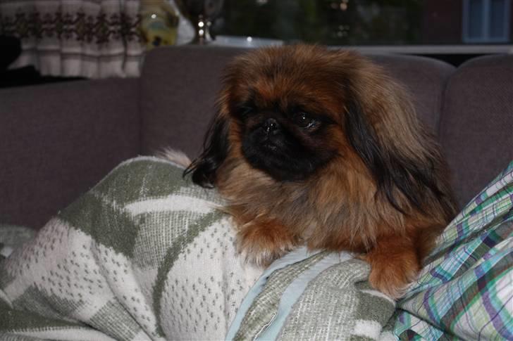 Pekingeser bingo billede 13