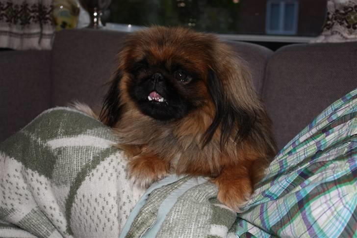 Pekingeser bingo billede 14