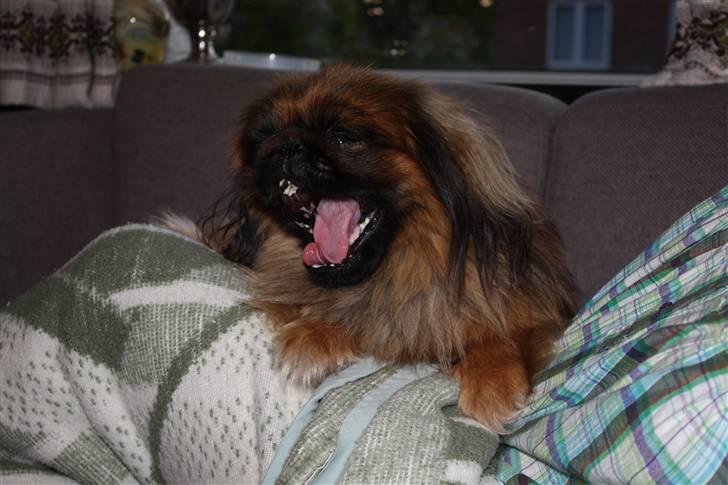 Pekingeser bingo billede 15