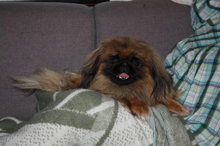 Pekingeser bingo billede 16