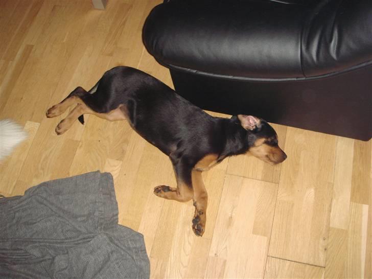 Rottweiler Tess  - Endnu en lur billede 9