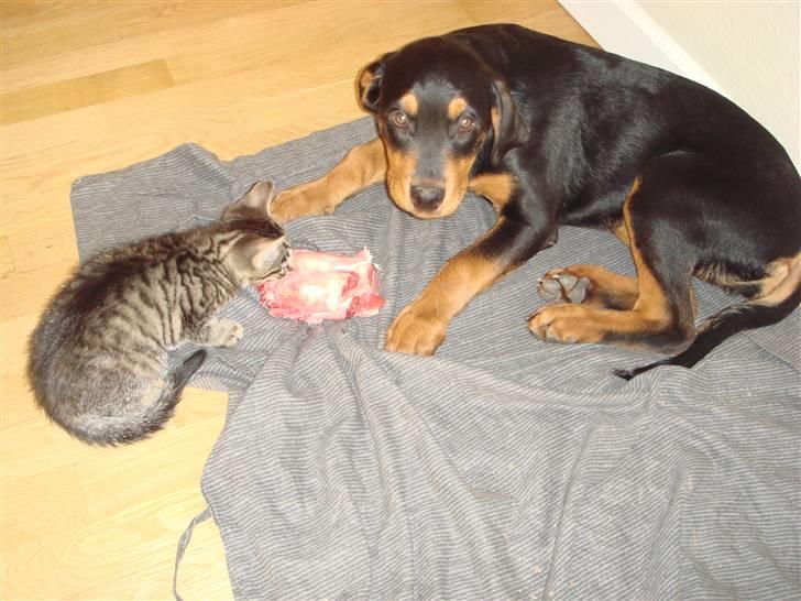 Rottweiler Tess  - Hey skal jeg dele mit kødben med Gajol, det kan du ikke mene... billede 10