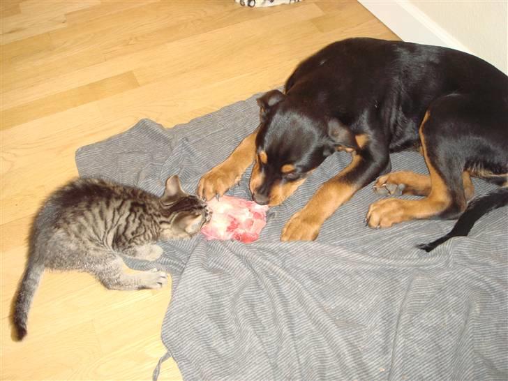 Rottweiler Tess  - Hmm når ja det er godt der er to ender på sådan et billede 11