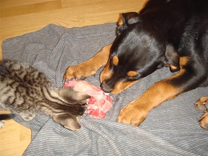 Rottweiler Tess  - Det er nu meget hyggeligt billede 12